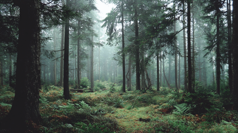 Dense forest with tall trees, ferns, and green undergrowth, a misty atmosphere evoking depth—an environment often explored in BLM gold mining surveys.