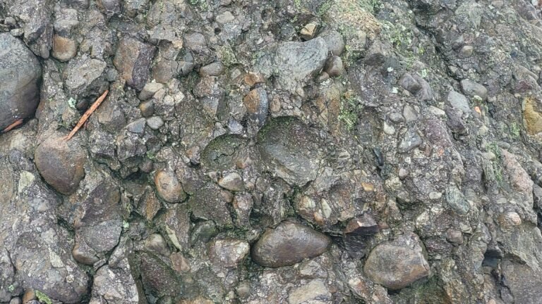 Close-up view of a rocky surface with various sizes of rounded stones, reminiscent of gemstone mining in gold prospecting, embedded in compacted earth and patches of moss.