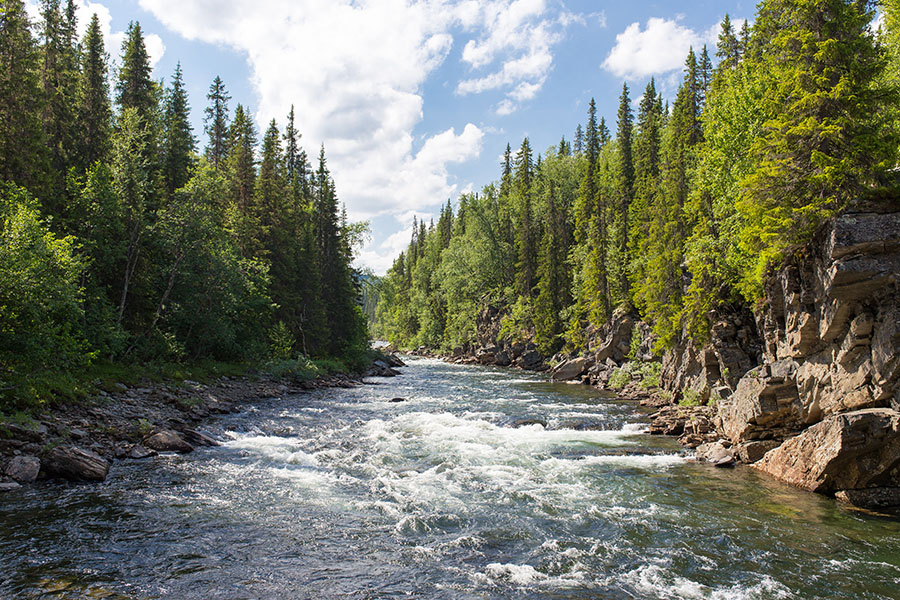 A river flowing through a forest, featuring gold mining terminology.