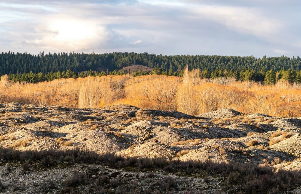 Rocky terrain in the foreground with leafless trees and a dense green forest in the background under a cloudy sky, illustrating untouched landscapes shaped by natural forces rather than legal requirements.