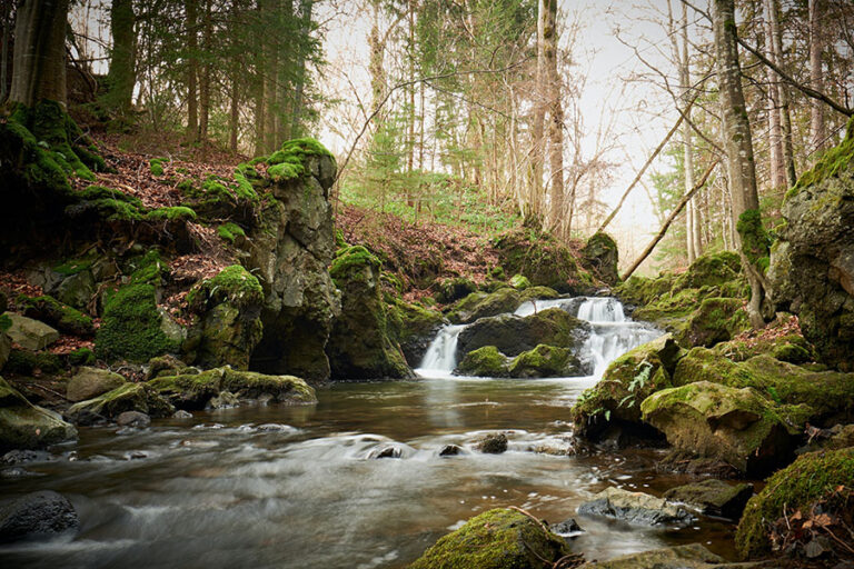 A stream running through a wooded area with bountiful gold deposits.